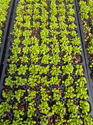 병풍취산채농원님의 자유주제 · 자유게시판 작성글 사진