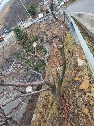 김용대님의 자유주제 · 자유게시판 작성글 사진