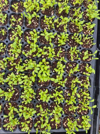 병풍취산채농원님의 자유주제 · 자유게시판 작성글 사진