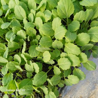 삼성농산님의 자유주제 · 자유게시판 작성글 사진