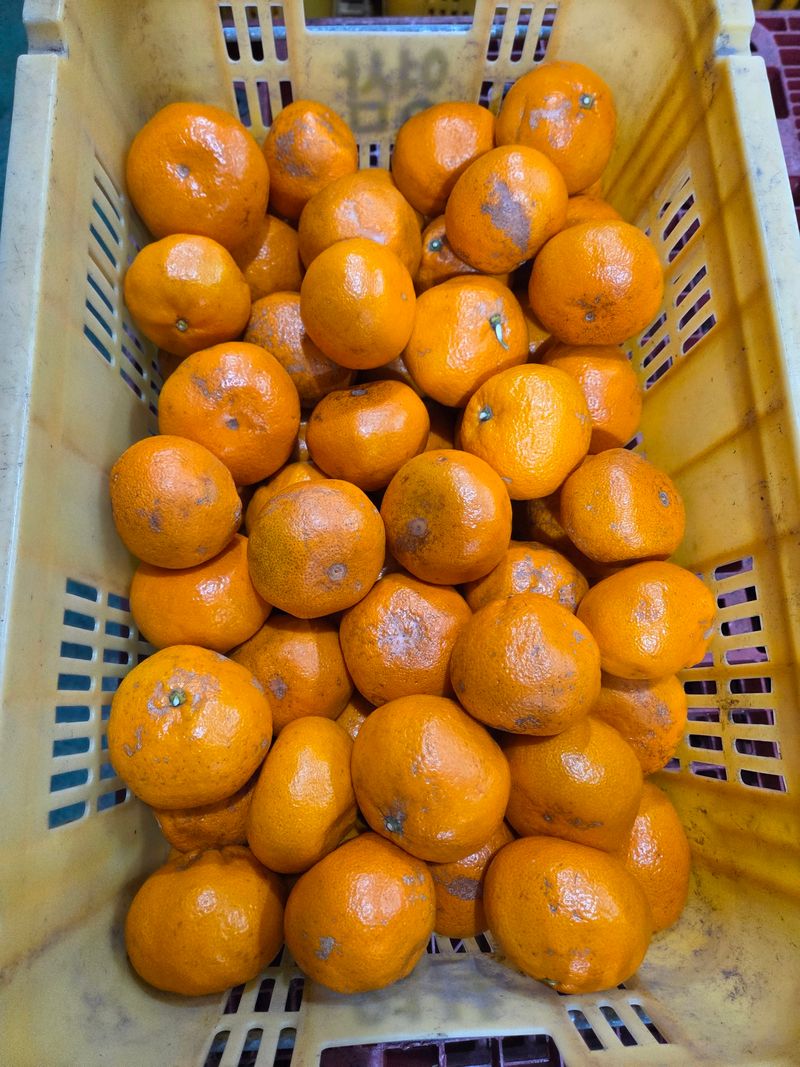 장터 상품 [무농약 대과2kg] 썸네일