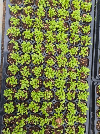 병풍취산채농원님의 자유주제 · 자유게시판 작성글 사진