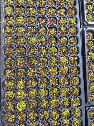 병풍취산채농원님의 자유주제 · 자유게시판 작성글 사진