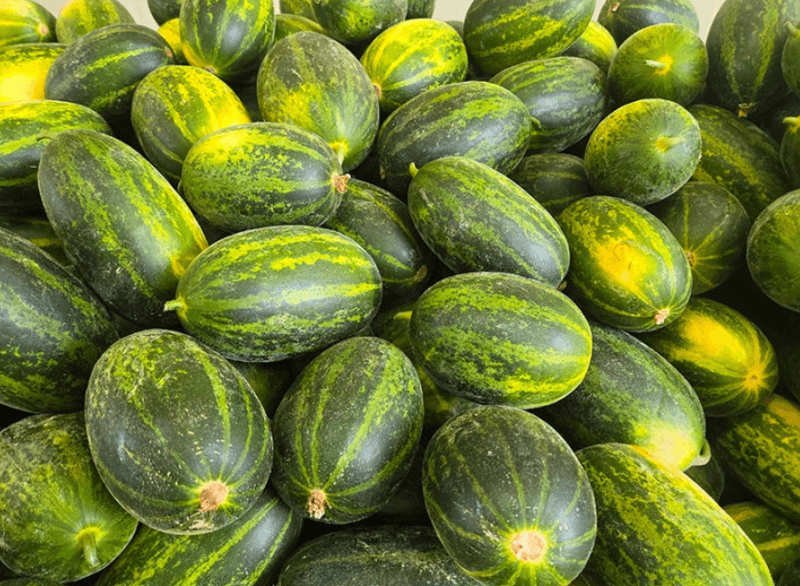 스피드번님의 장터 판매 상품 [고령 파파야메론] 첨부 사진