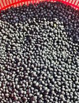 팜모닝 기타작물·자유게시판 게시글 이미지