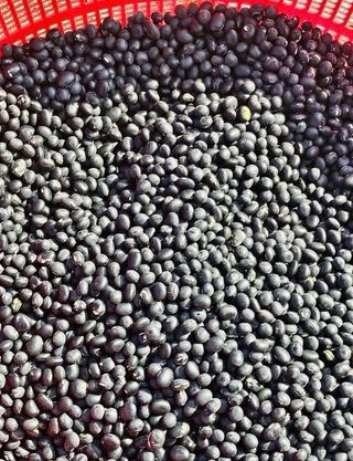 김양래님의 기타작물 · 자유게시판 작성글 사진