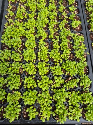 병풍취산채농원님의 자유주제 · 자유게시판 작성글 사진