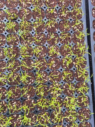 병풍취산채농원님의 자유주제 · 자유게시판 작성글 사진