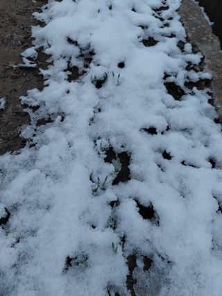 별빛농장지기님의 자유주제 · 자유게시판 작성글 사진