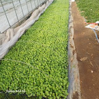 삼성농산님의 자유주제 · 자유게시판 작성글 사진