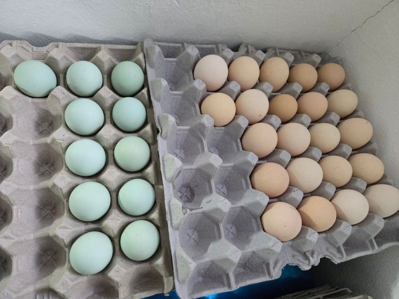 김영복님의 장터 판매 상품 [관상용닭 ] 첨부 사진