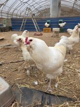 김영복님의 자유주제·자유게시판 작성글 사진