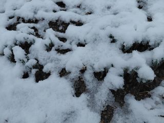 별빛농장지기님의 자유주제 · 자유게시판 작성글 사진