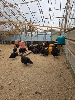 김영복님의 작성글 사진