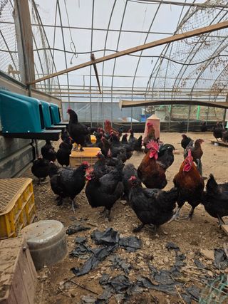 김영복님의 자유주제 · 자유게시판 작성글 사진