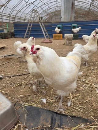 김영복님의 작성글 사진