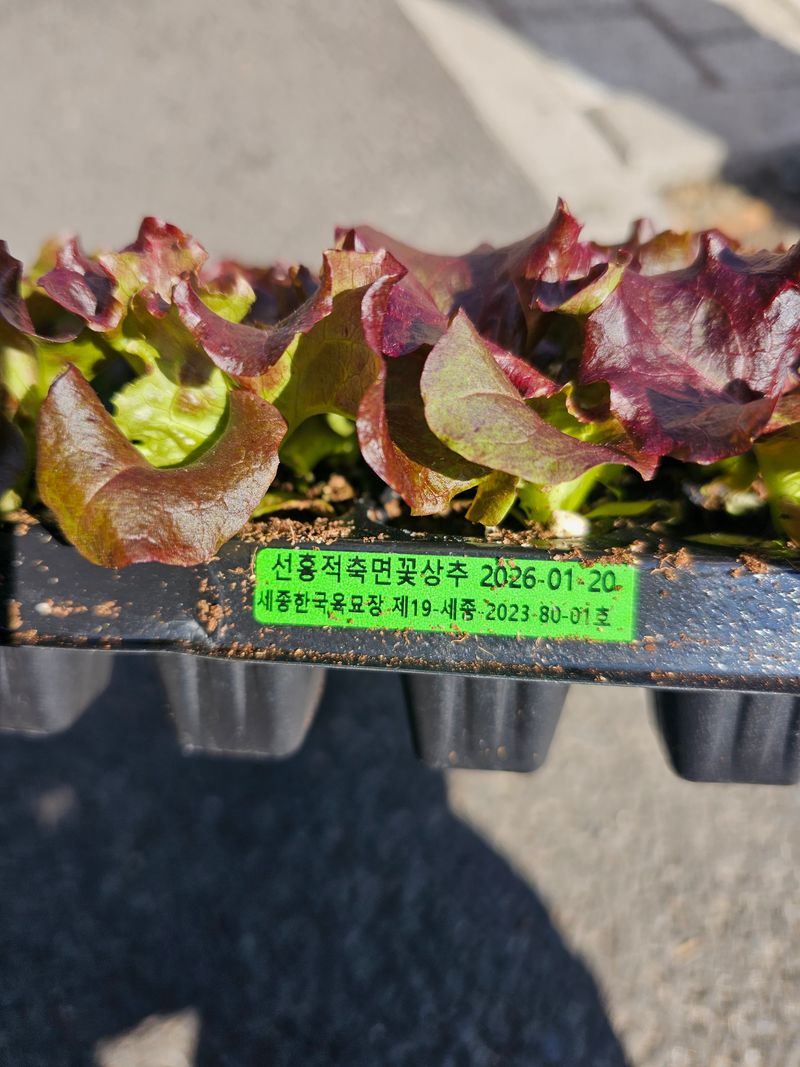 한농농약종묘사님의 장터 판매 상품 [[꽃상추모종] 선홍적축면 72구] 첨부 사진