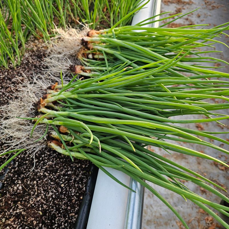 쪽파랑님의 장터 판매 상품 [부드러운 흙쪽파 1kg단위] 첨부 사진