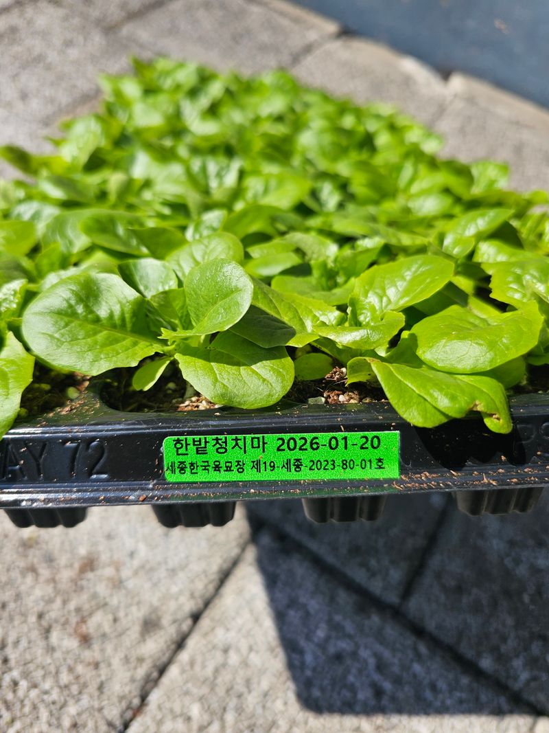 한농농약종묘사님의 장터 판매 상품 [[청상추모종] 한밭청치마 72구] 첨부 사진