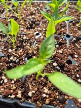 김영진(전남영광)님의 자유주제·자유게시판 작성글 사진