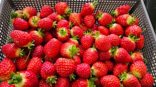 백암제이하우스님의 자유주제 · 자유게시판 작성글 사진