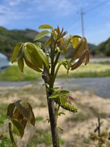 팜모닝 자유주제·자유게시판 게시글 이미지