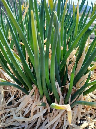 화우농원님의 자유주제 · 자유게시판 작성글 사진