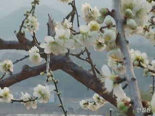 안길원님의 자유주제 · 자유게시판 작성글 사진