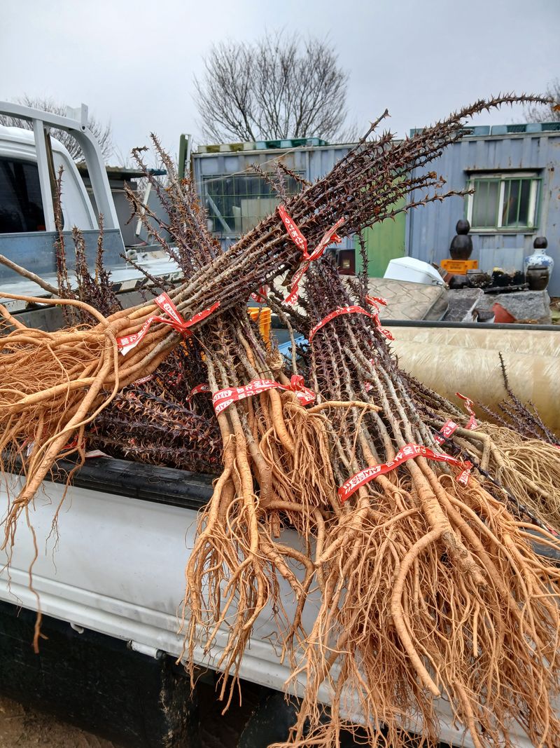 장터 상품 [엄나무 그루당] 썸네일