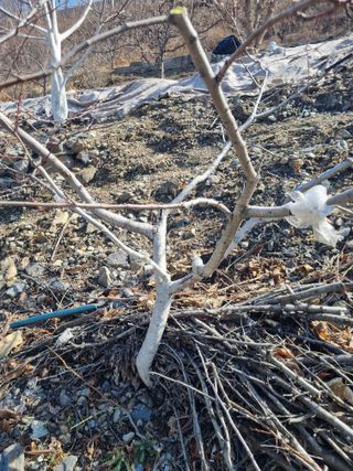 김용대님의 자유주제 · 자유게시판 작성글 사진