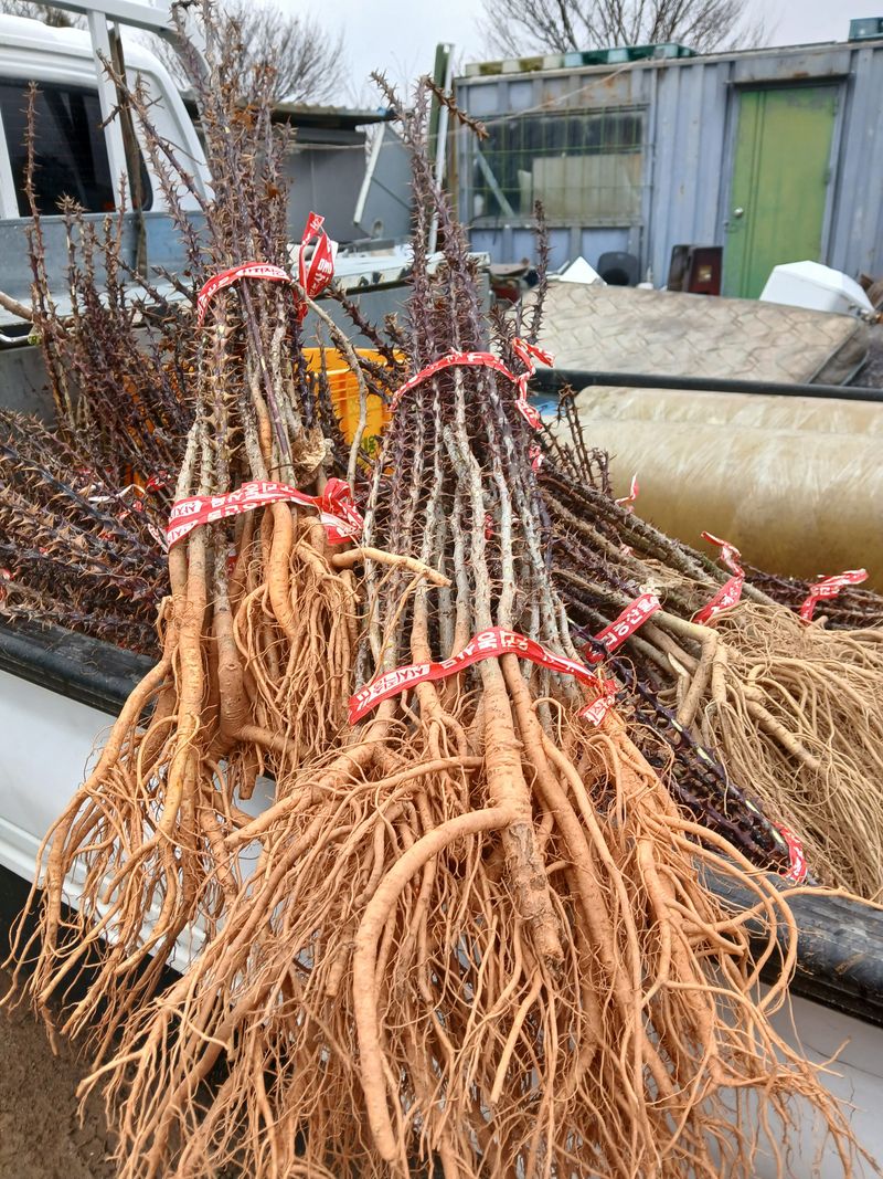 팜모닝회원 최창락 님의 장터 판매 상품 [엄나무 그루당] 첨부 사진