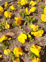 팜모닝 자유주제·자유게시판 게시글 이미지