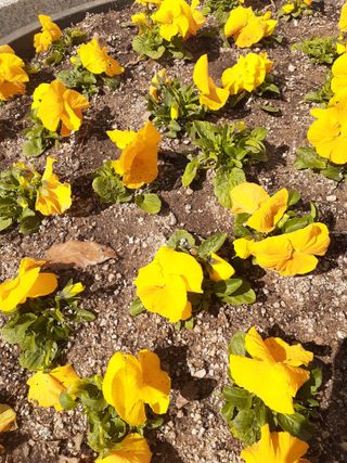 주흘산인님의 자유주제·자유게시판 작성글 사진