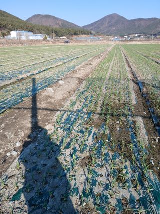 마늘 복숭아윤금자님의 자유주제 · 자유게시판 작성글 사진