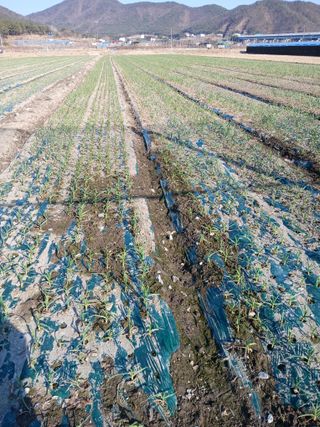 마늘 복숭아윤금자님의 자유주제 · 자유게시판 작성글 사진