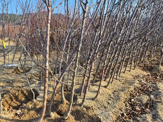 일심묘목농원님의 자유주제 · 자유게시판 작성글 사진