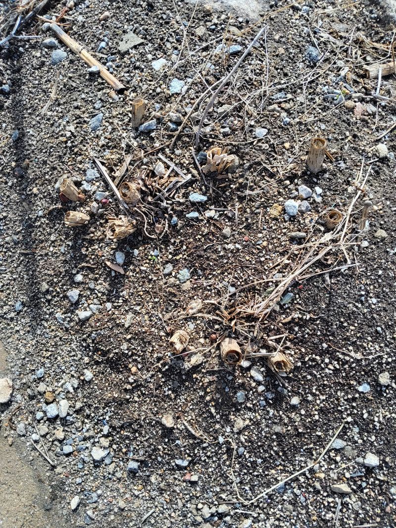 김종덕님의 장터 판매 상품 [야생 땅두릅모종50구1판] 첨부 사진