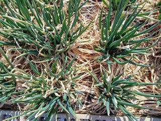 화우농원님의 자유주제 · 자유게시판 작성글 사진