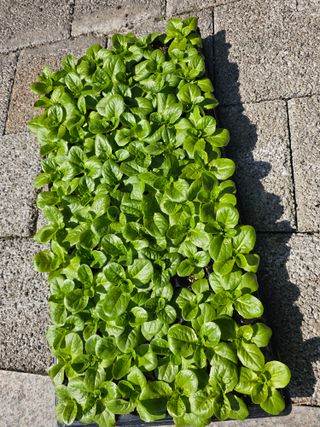 한농농약종묘사님의 작성글 사진