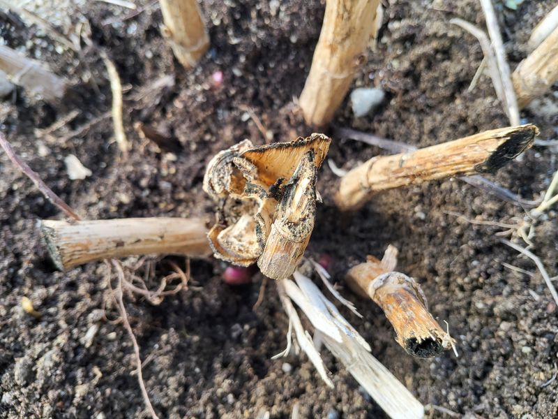 김종덕님의 장터 판매 상품 [야생 땅두릅모종50구1판] 첨부 사진