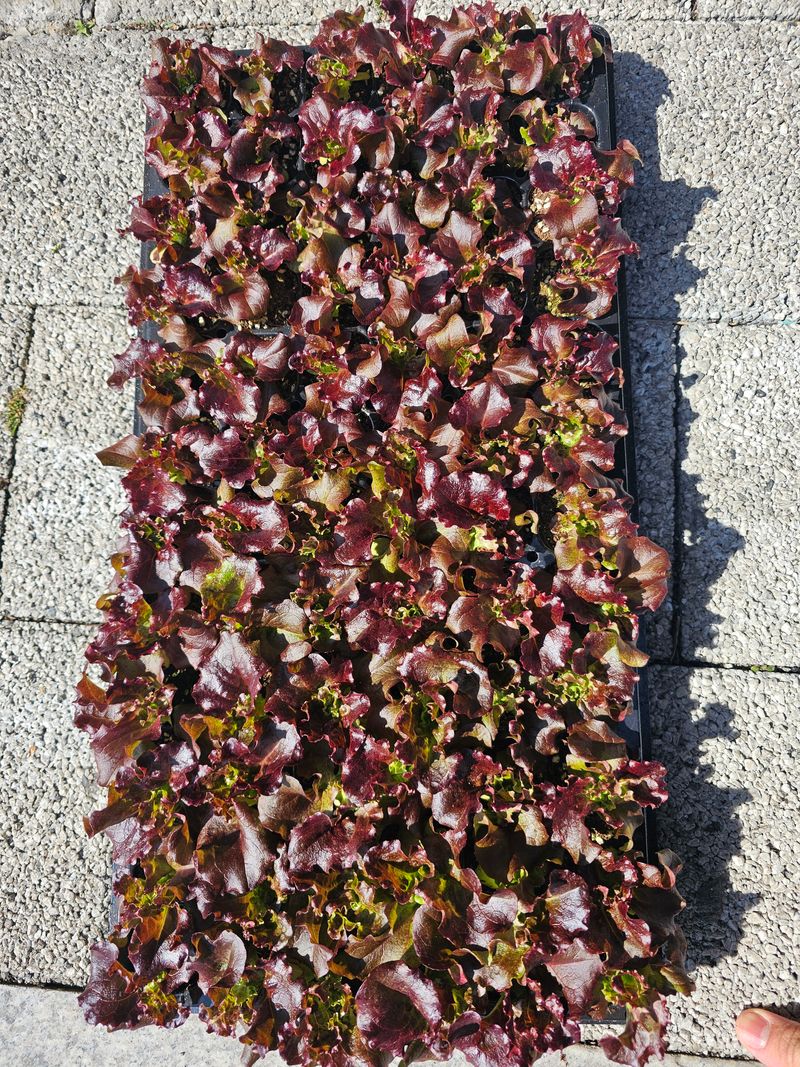 한농농약종묘사님의 장터 판매 상품 [[꽃상추모종] 선홍적축면 72구] 첨부 사진