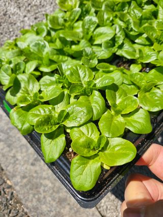 한농농약종묘사님의 작성글 사진