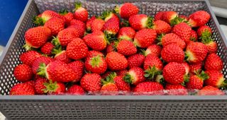 백암제이하우스님의 작성글 사진