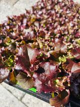 팜모닝 · 게시글 이미지