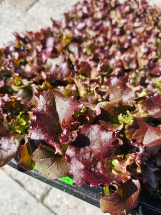 한농농약종묘사님의 작성글 사진