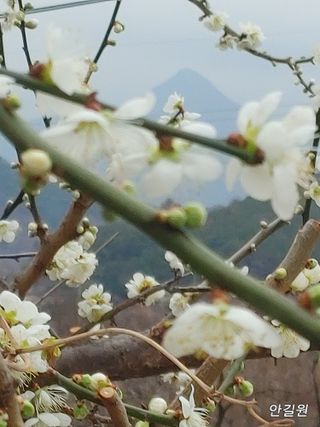 안길원님의 자유주제 · 자유게시판 작성글 사진