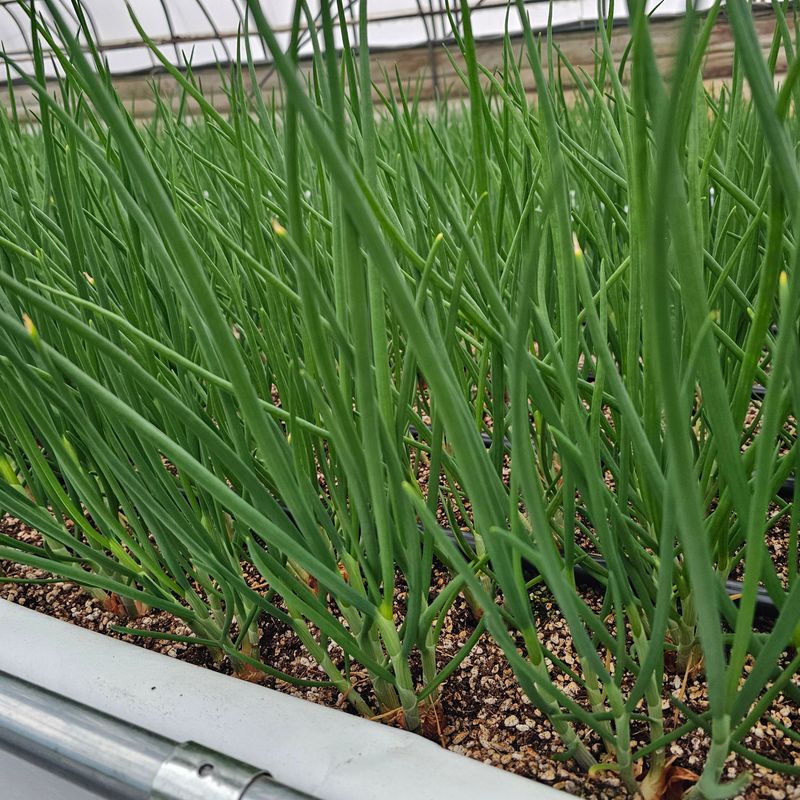 쪽파랑님의 장터 판매 상품 [부드러운 흙쪽파 1kg단위] 첨부 사진