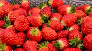 백암제이하우스님의 자유주제 · 자유게시판 작성글 사진