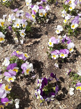 주흘산인님의 자유주제 · 자유게시판 작성글 사진