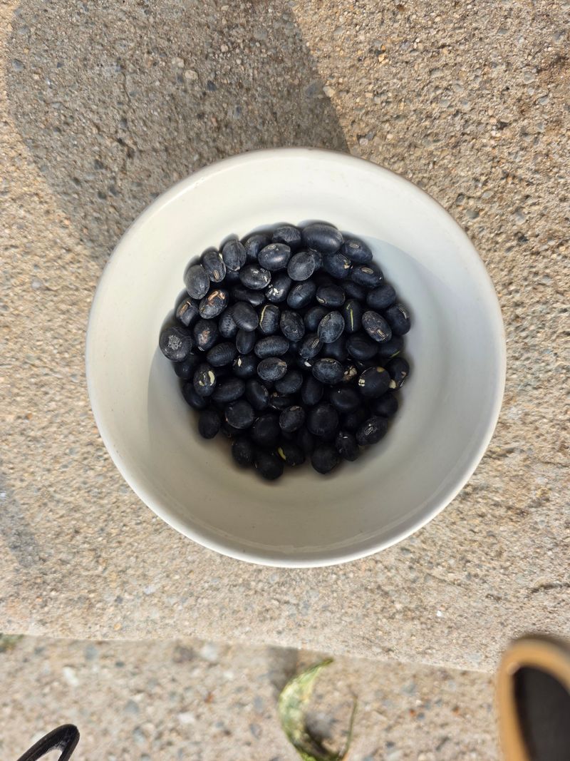 장터 상품 [귀족서리태 종자용도 5KG 6만원] 썸네일